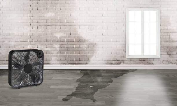 Best Flood damage cleanup  in West Puente Valley, CA